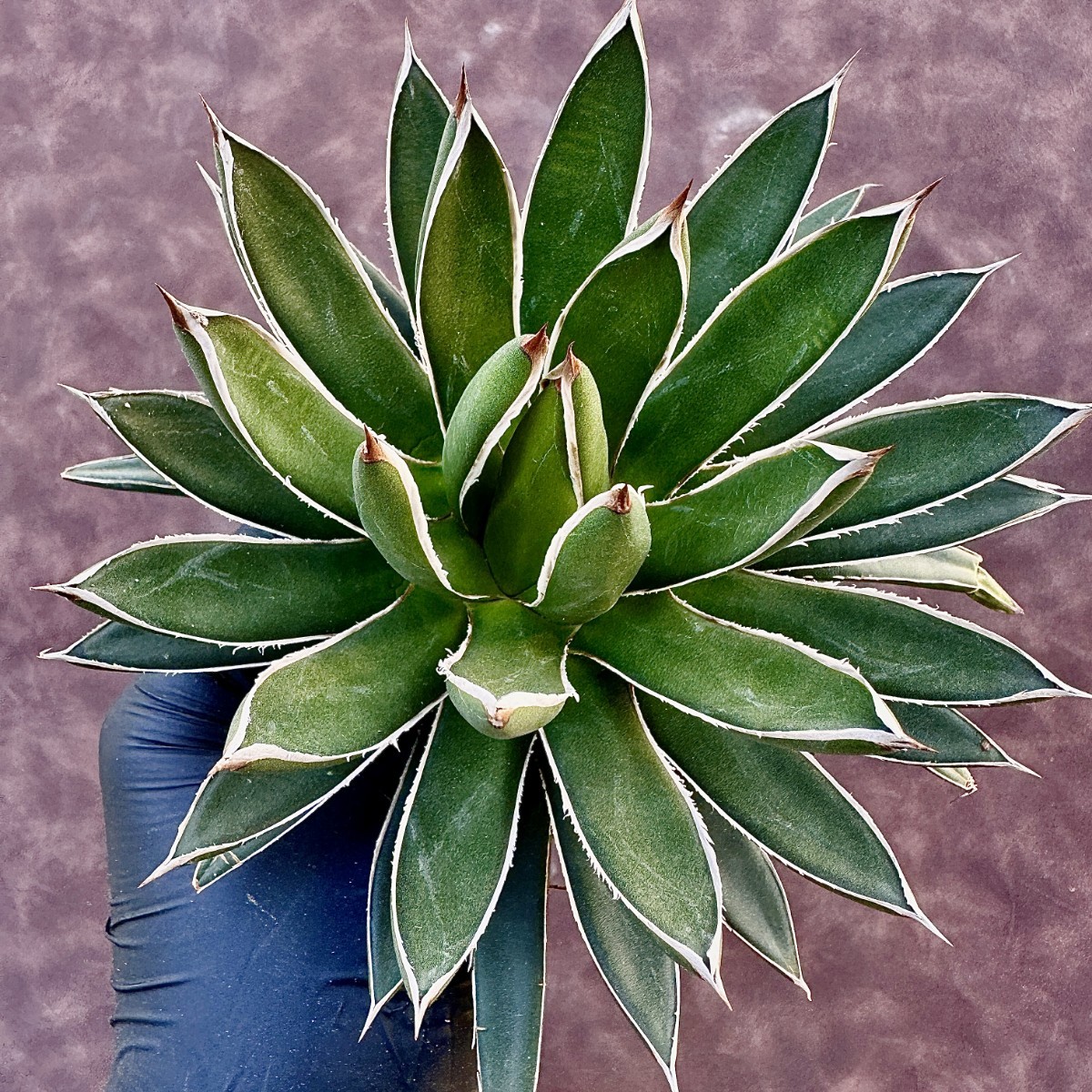 アガベ 笹の雪 雪嶺 ハイブリッド Agave チタノタ｜Yahoo hybrid 