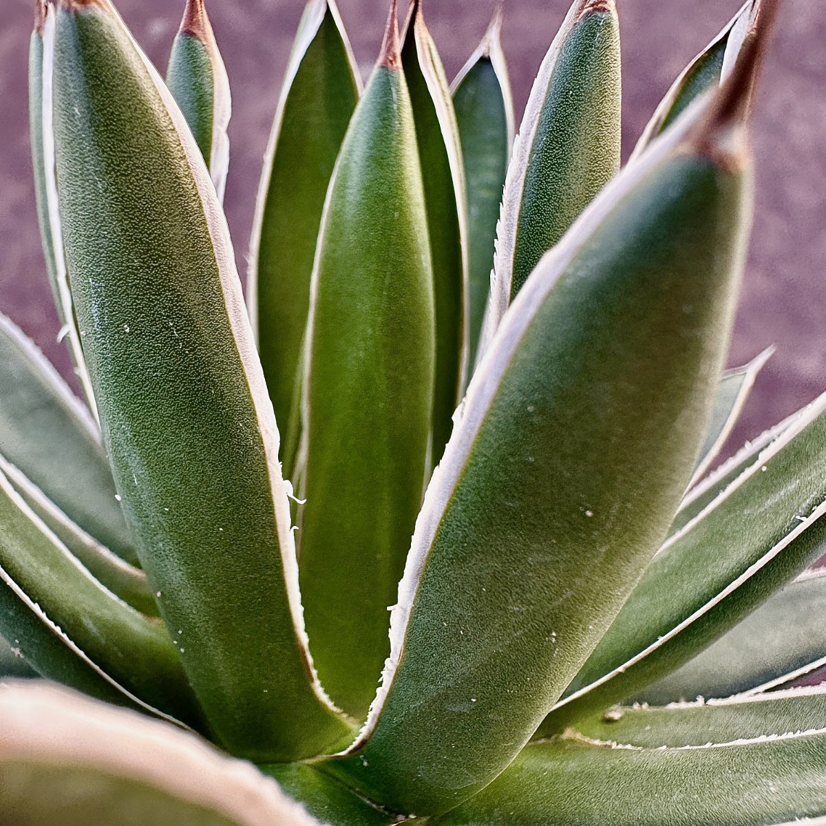 アガベ 笹の雪 雪嶺 ハイブリッド Agave チタノタ｜Yahoo hybrid 