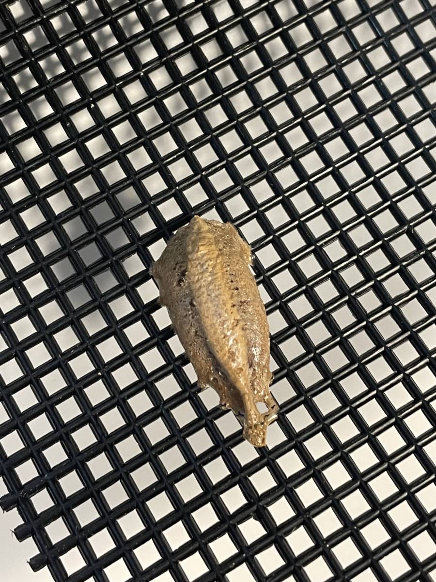 ウスバカマキリの卵_2