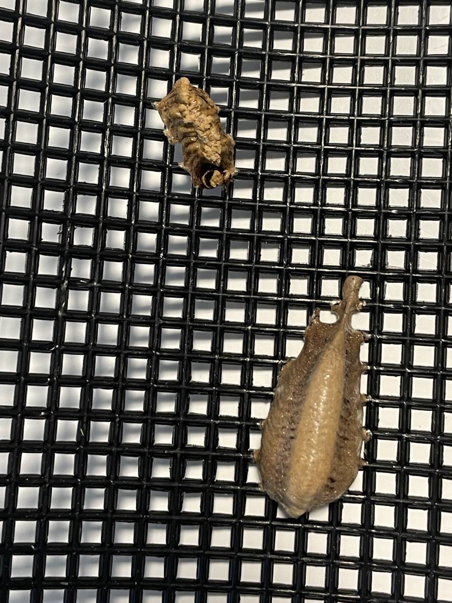 ウスバカマキリの卵_3