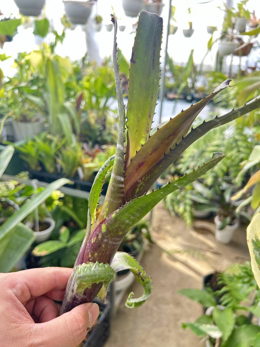 ビルベルギア ダークプリンス Billbergia Dark Prince 【公式通販】