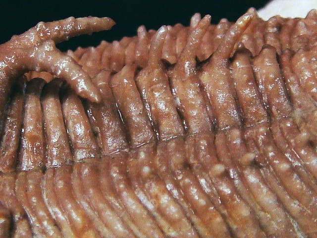 化石 三葉虫 ロシア産 レア種！最高級！超絶クリーニング！標本 化石