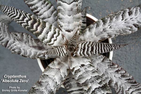 ☆Cryptanthus 'Absolute Zero'☆クリプタンサス ブロメリア(アナナス