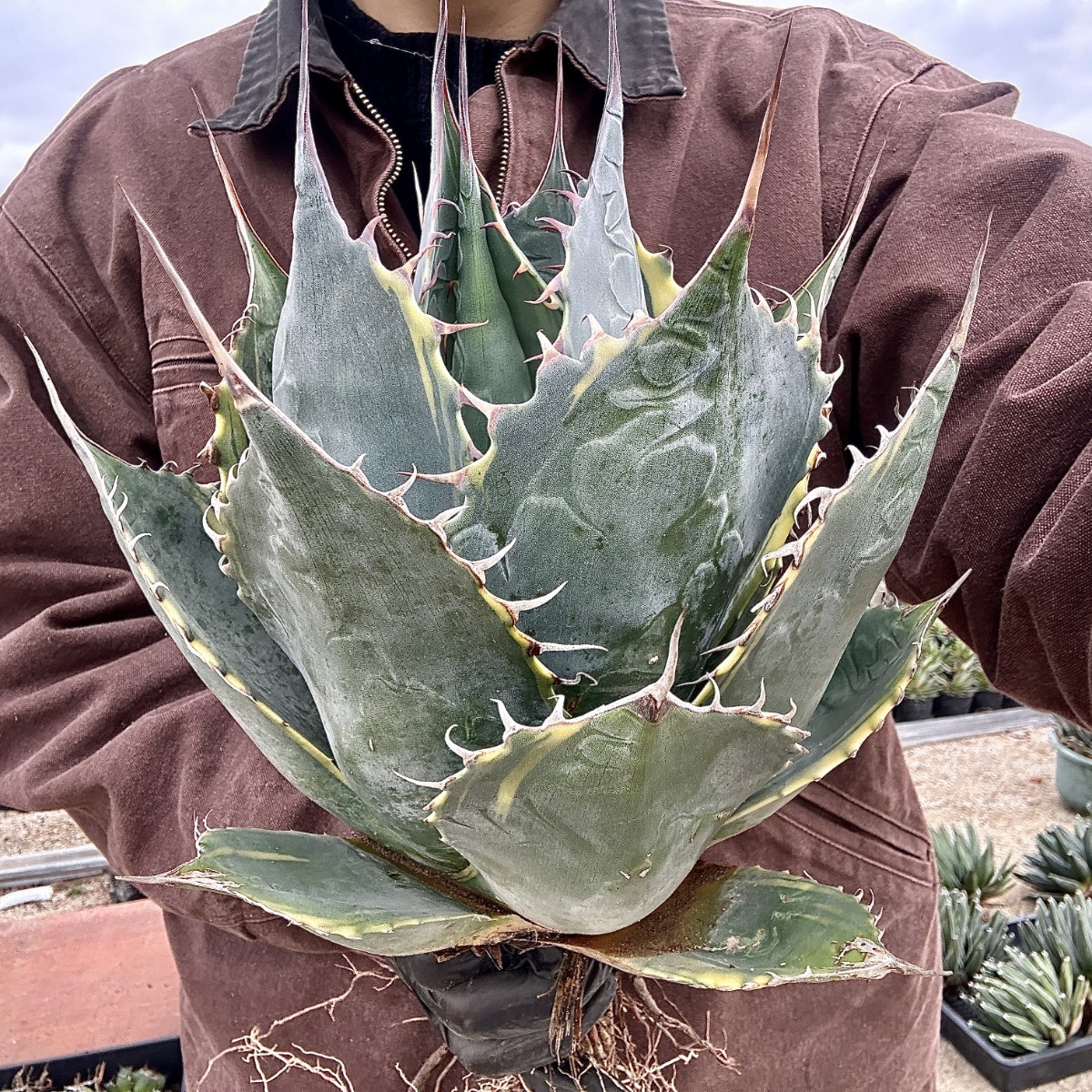 Lj_plants】W489 耐寒性 アガベ パラサナ錦 ファイヤーボール 頼光錦
