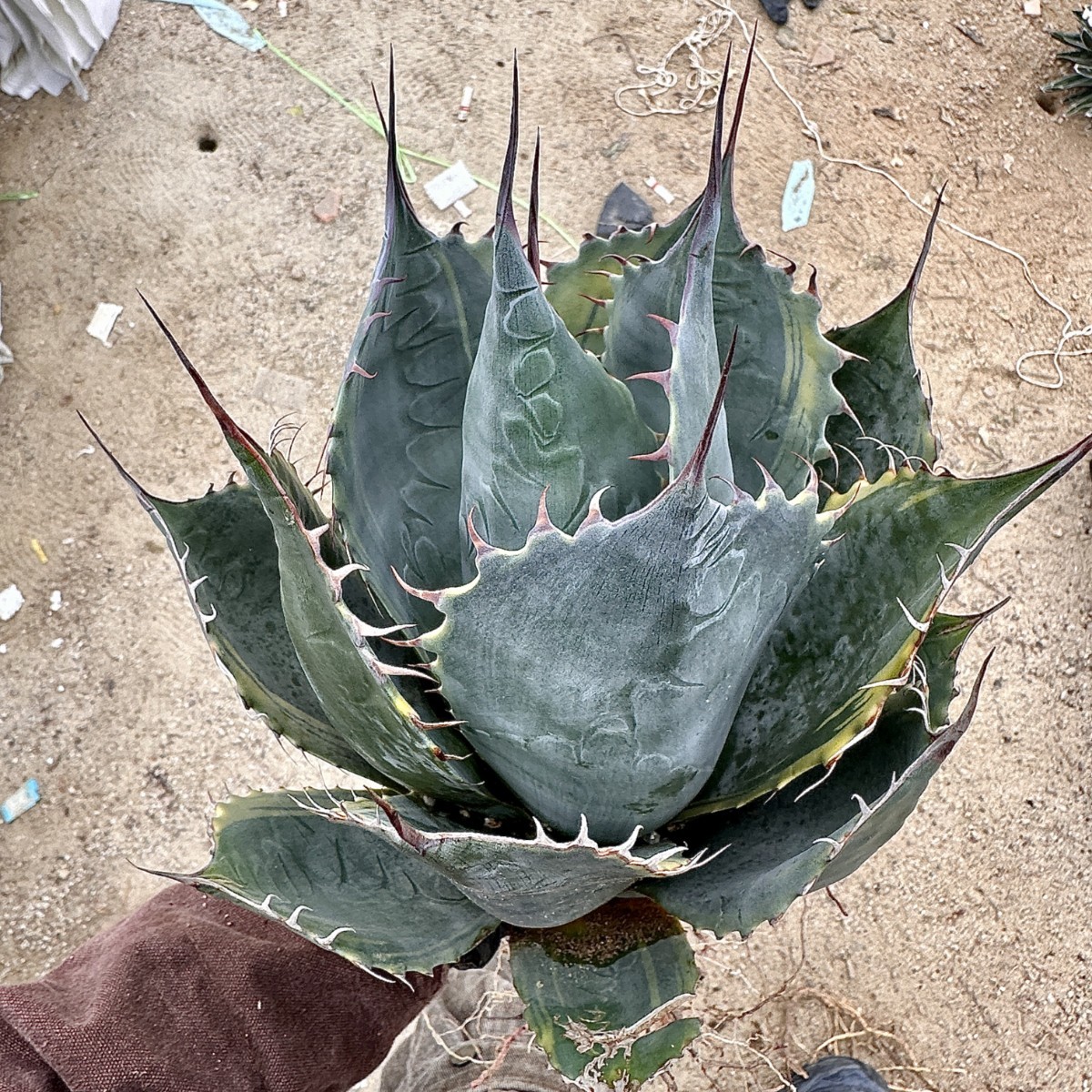 a*s様 アガベ 頼光覆輪錦 パラサナ ファイヤーボール 極上株 Lj_plants】W489 耐寒性 アガベ パラサナ錦 ファイヤーボール 頼光錦