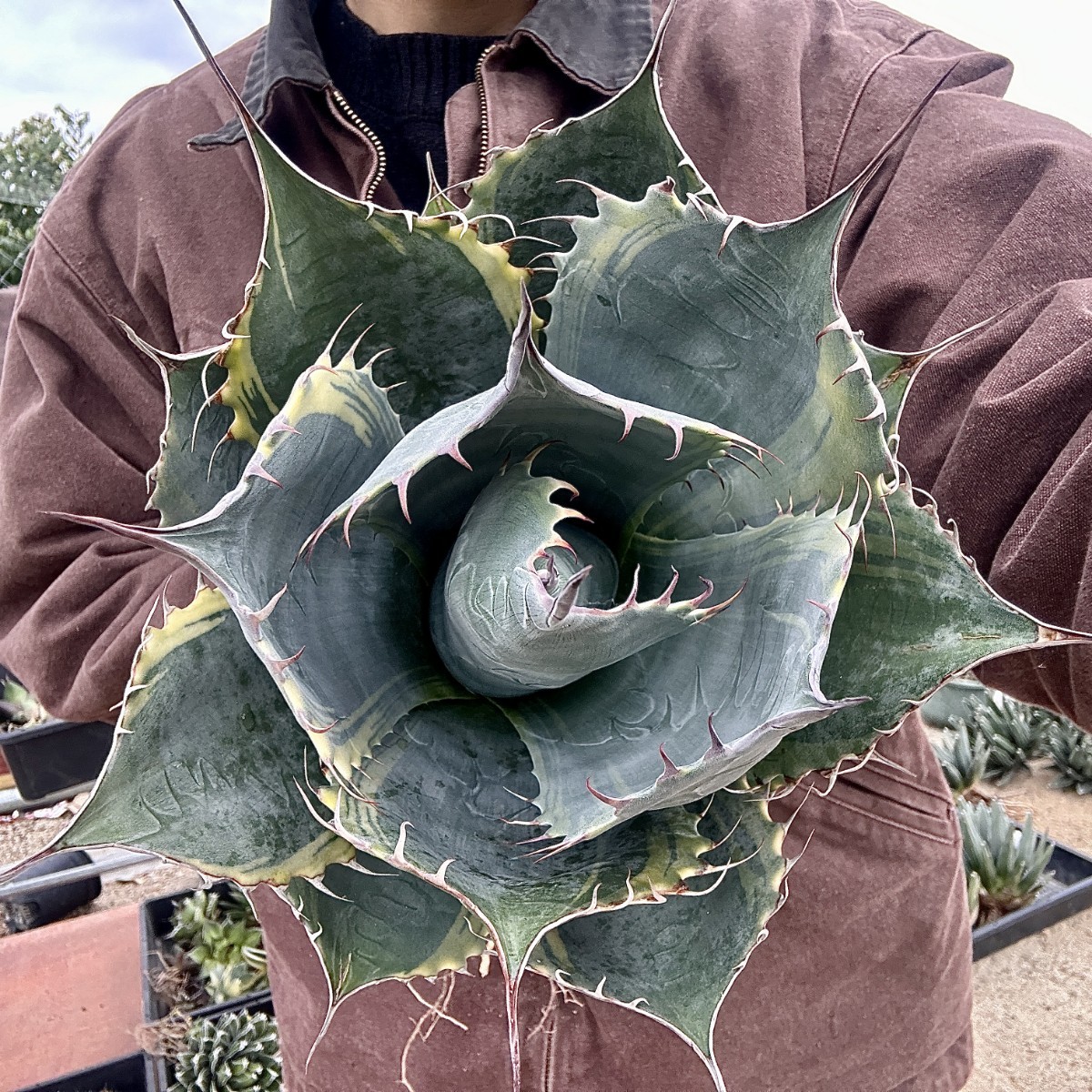 Lj_plants】W489 耐寒性 アガベ パラサナ錦 ファイヤーボール 頼光錦