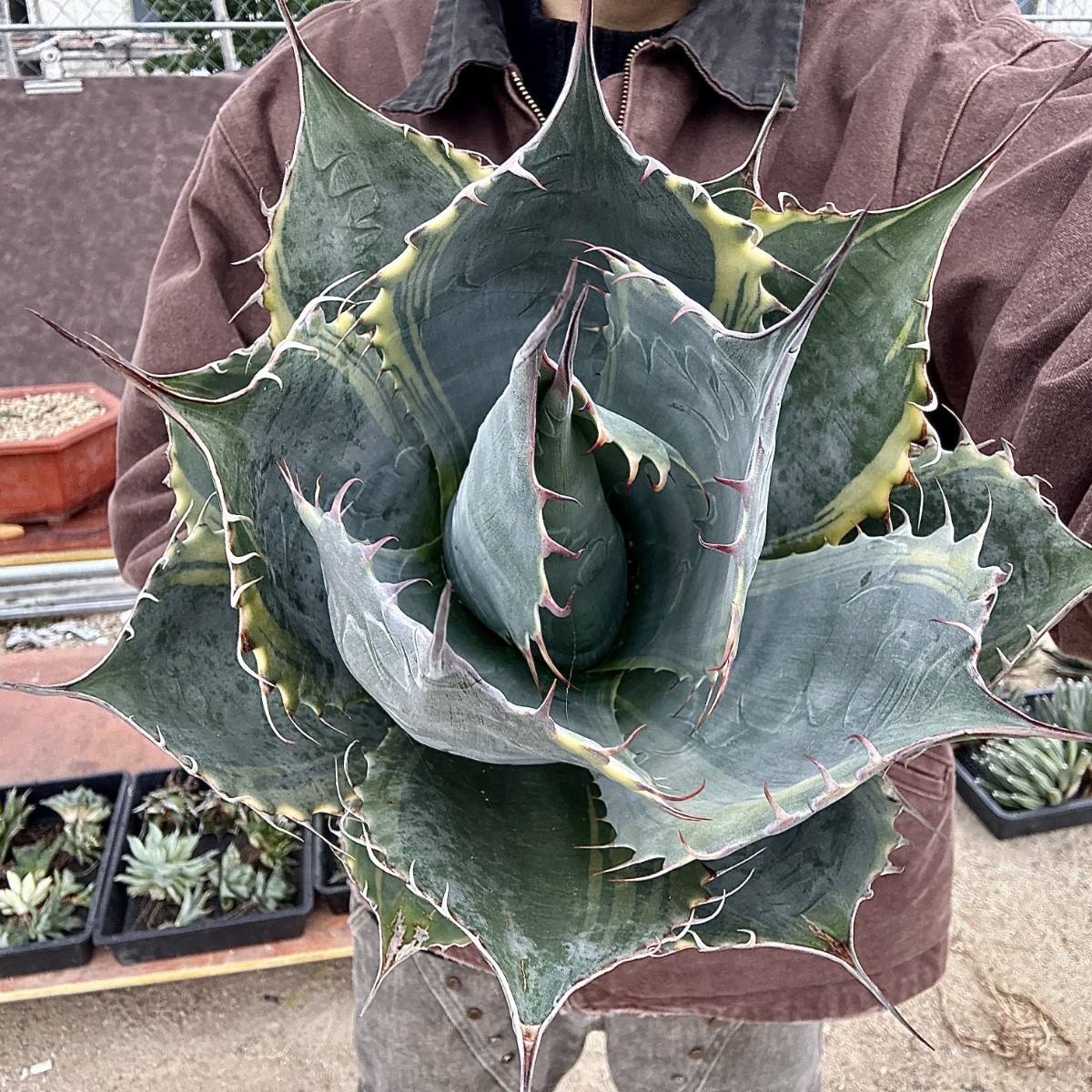 Lj_plants】W489 耐寒性 アガベ パラサナ錦 ファイヤーボール 頼光錦