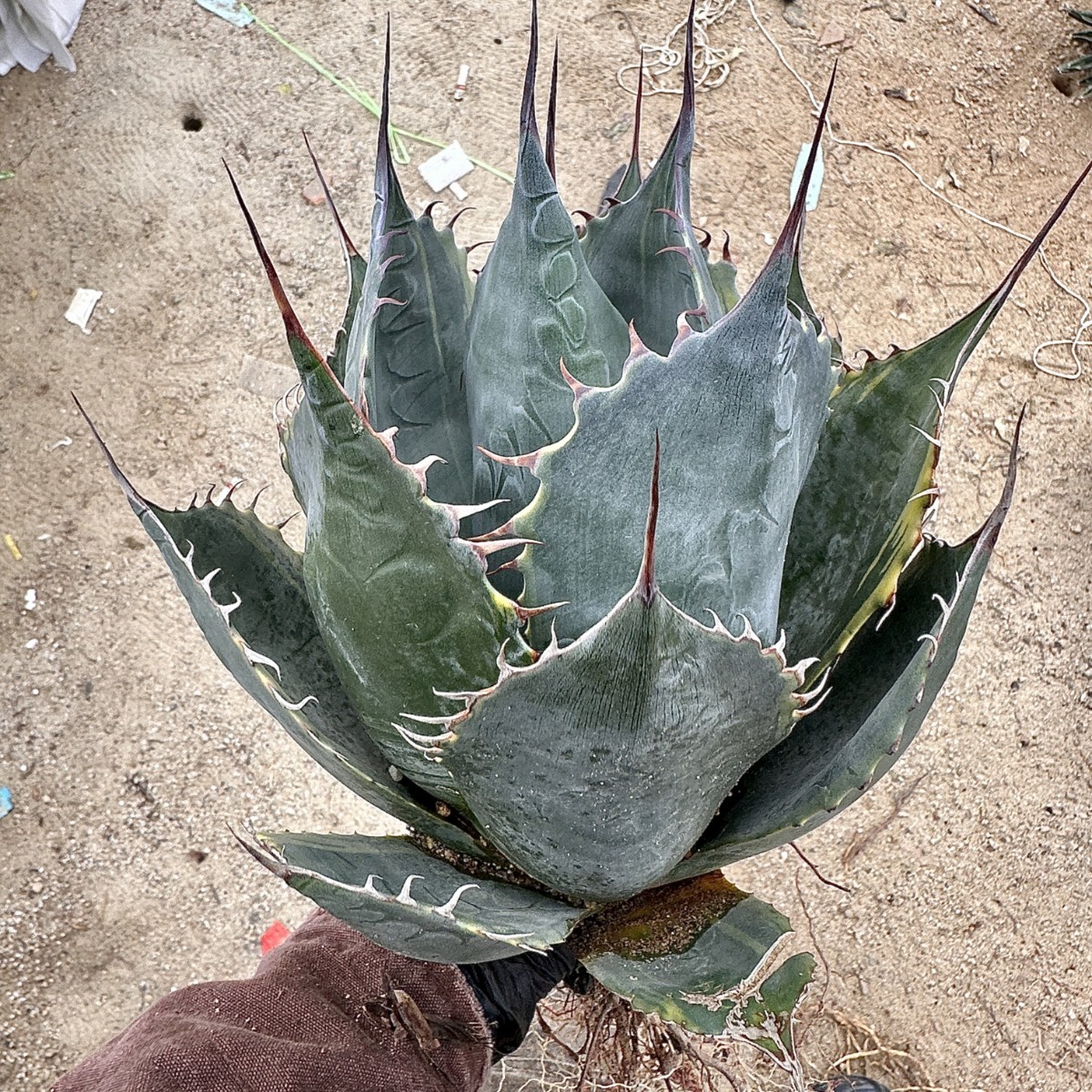 Lj_plants】W489 耐寒性 アガベ パラサナ錦 ファイヤーボール 頼光錦