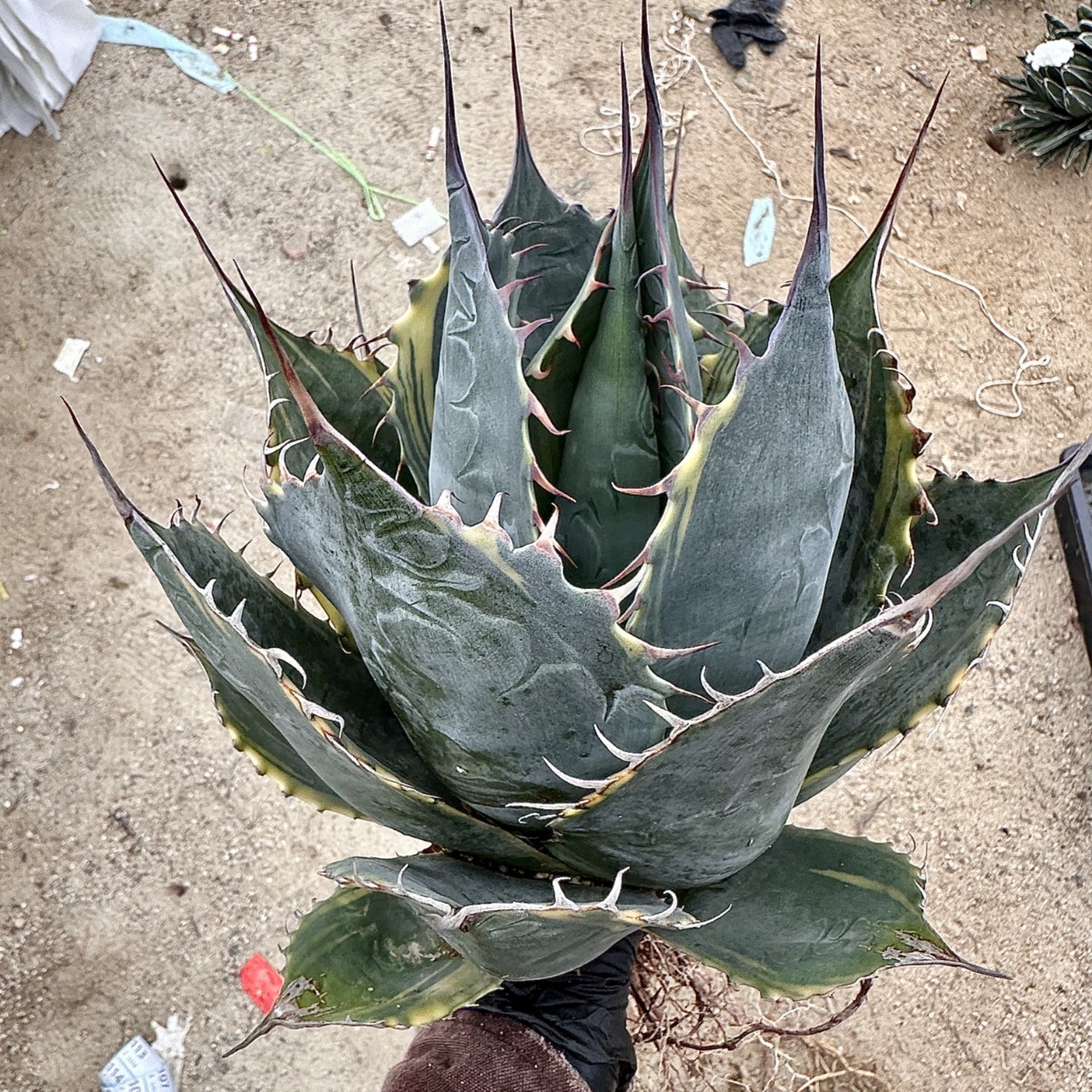 Lj_plants】W489 耐寒性 アガベ パラサナ錦 ファイヤーボール 頼光錦