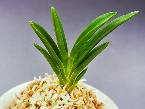 ✡富貴蘭✡ 裏甲龍 送料無料(鉢植え)｜売買されたオークション情報