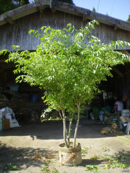極上品」 マユミ4本株立ち H2.5m 超希少の株立ち 1本のみ(植木、庭木