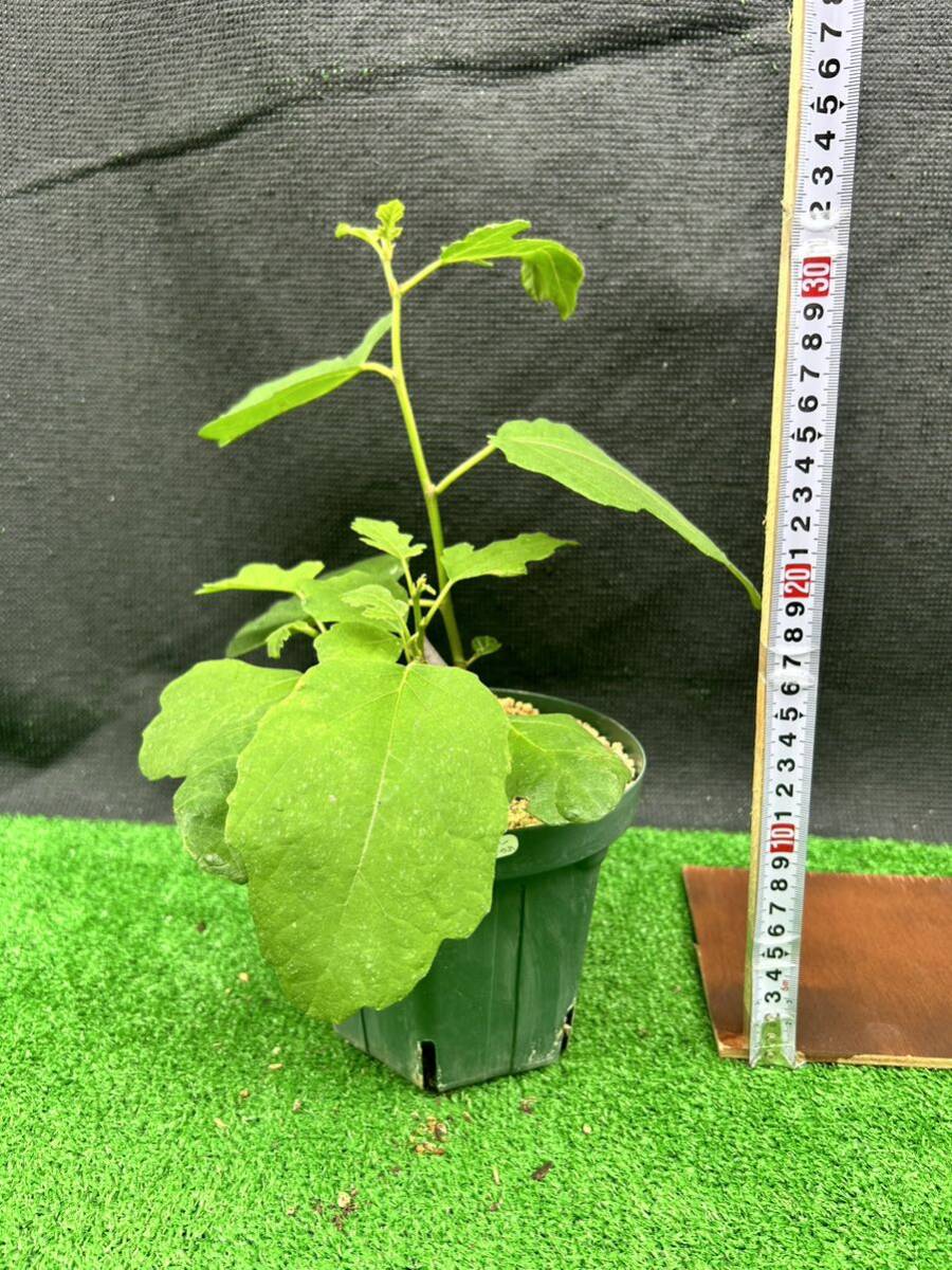 超希少品種　Del Sen Jaume Gran(デル セン ジャウメグラン)イチジク苗木_1