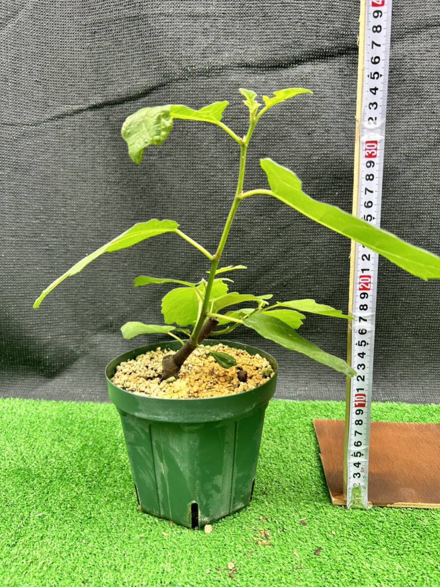 超希少品種　Del Sen Jaume Gran(デル セン ジャウメグラン)イチジク苗木_2