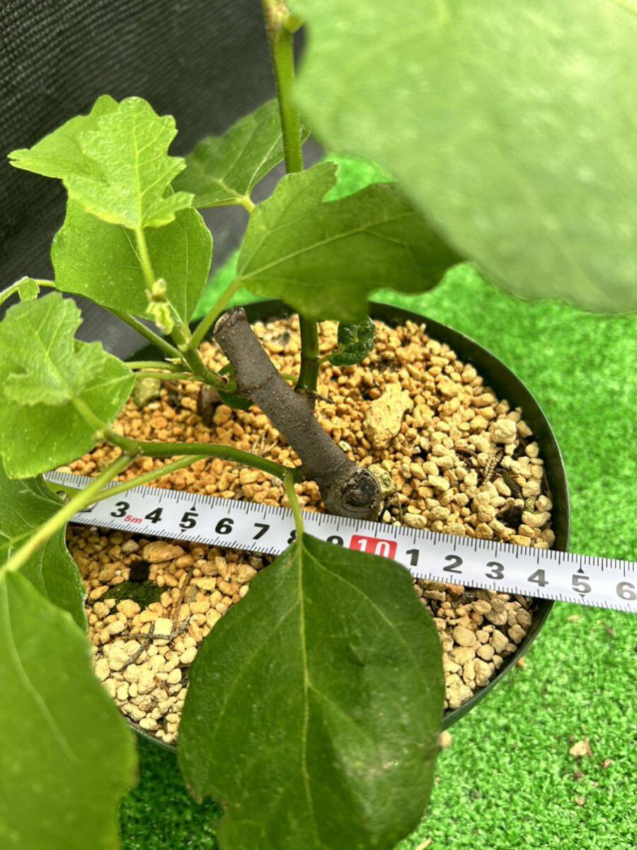 超希少品種　Del Sen Jaume Gran(デル セン ジャウメグラン)イチジク苗木_3