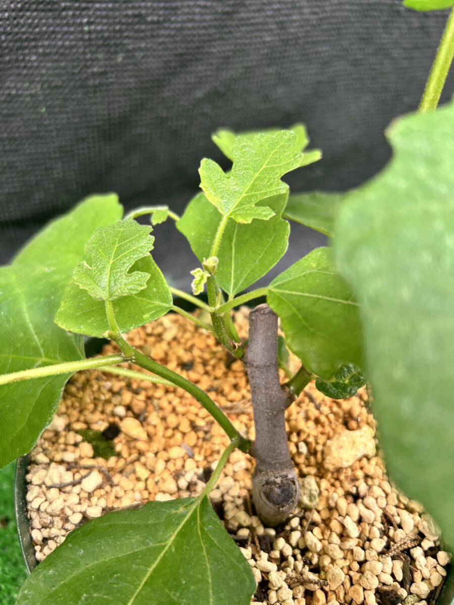 超希少品種　Del Sen Jaume Gran(デル セン ジャウメグラン)イチジク苗木_4