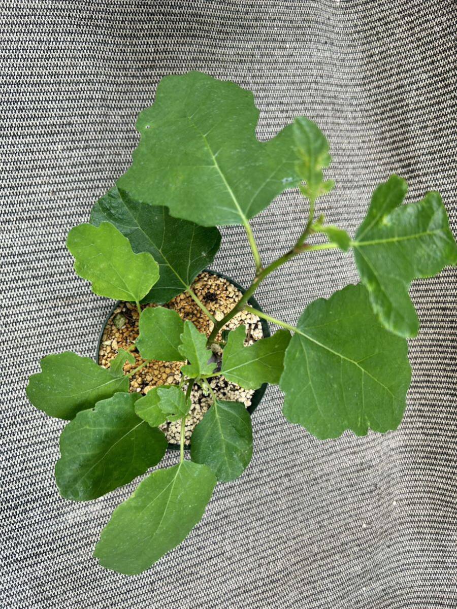 超希少品種　Del Sen Jaume Gran(デル セン ジャウメグラン)イチジク苗木_5