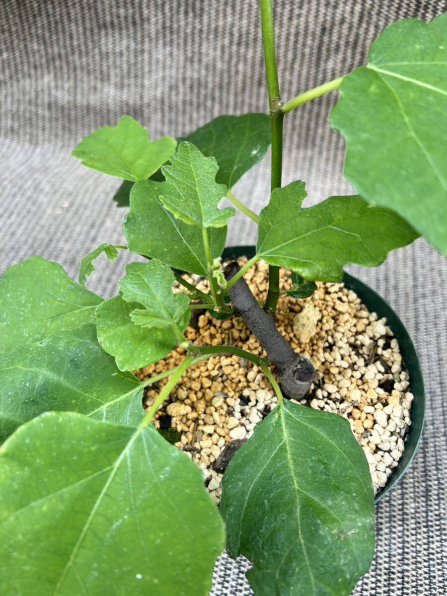 超希少品種　Del Sen Jaume Gran(デル セン ジャウメグラン)イチジク苗木_6