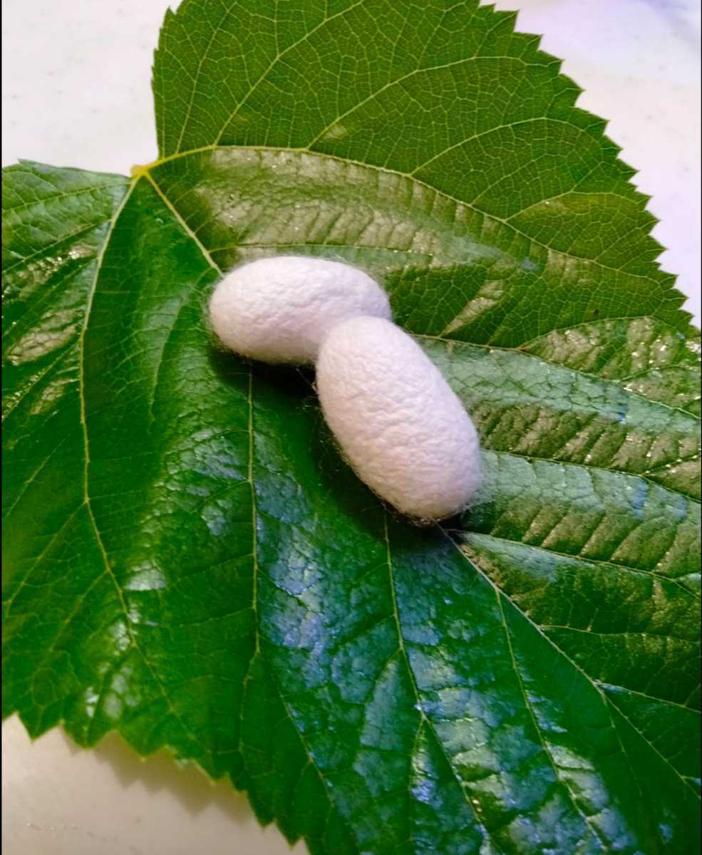 【送料無料】シルクメイト 500g　シルクワーム　カイコ　蚕　エサ　餌　_3