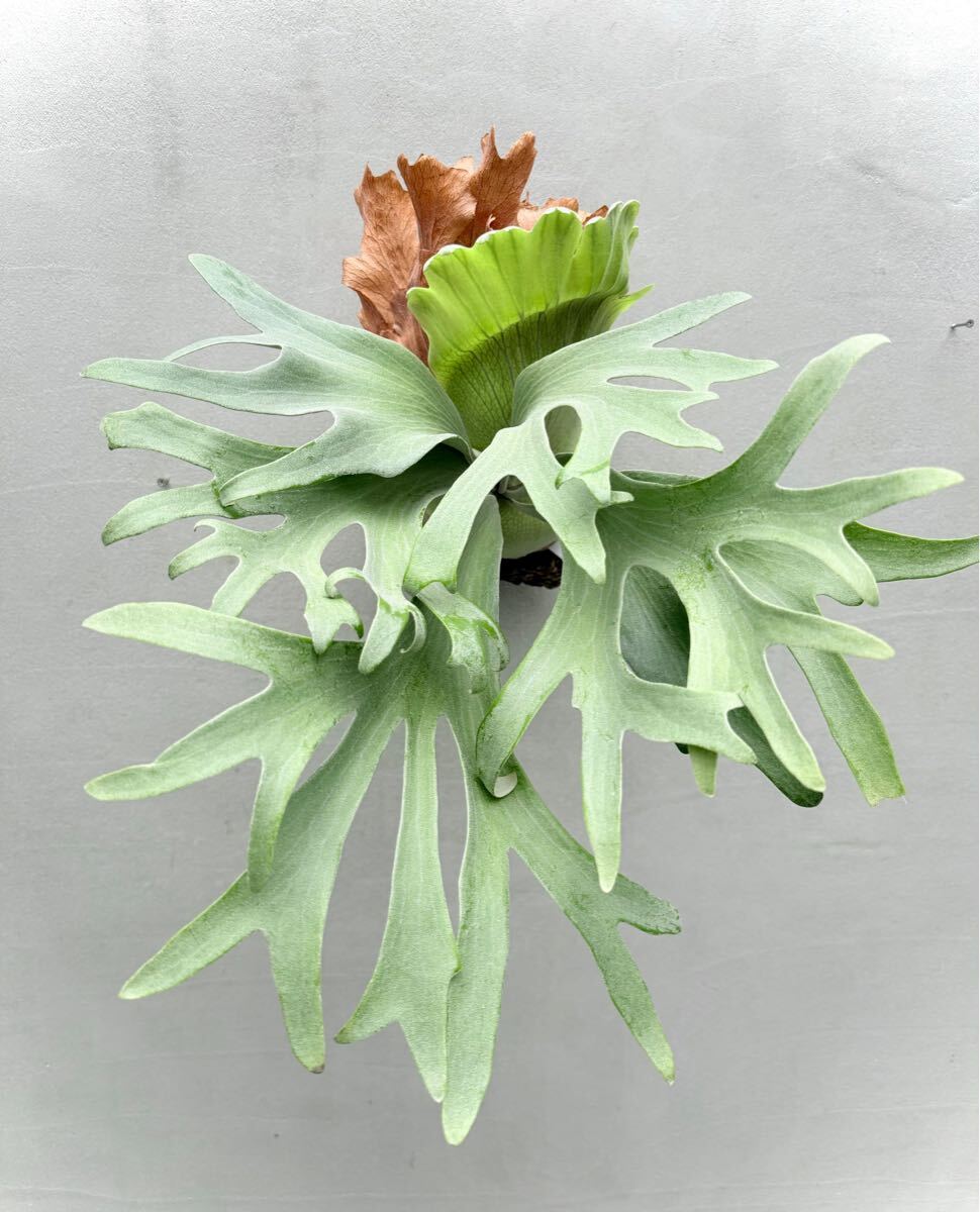 P. 'Ginka' spore grown 銀華【vandaka】ビカクシダ(ビカクシダ