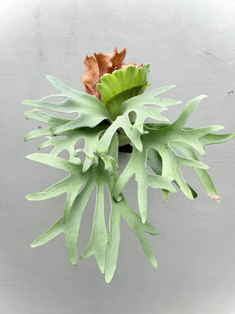 P. 'Ginka' spore grown 銀華【vandaka】ビカクシダ(ビカクシダ