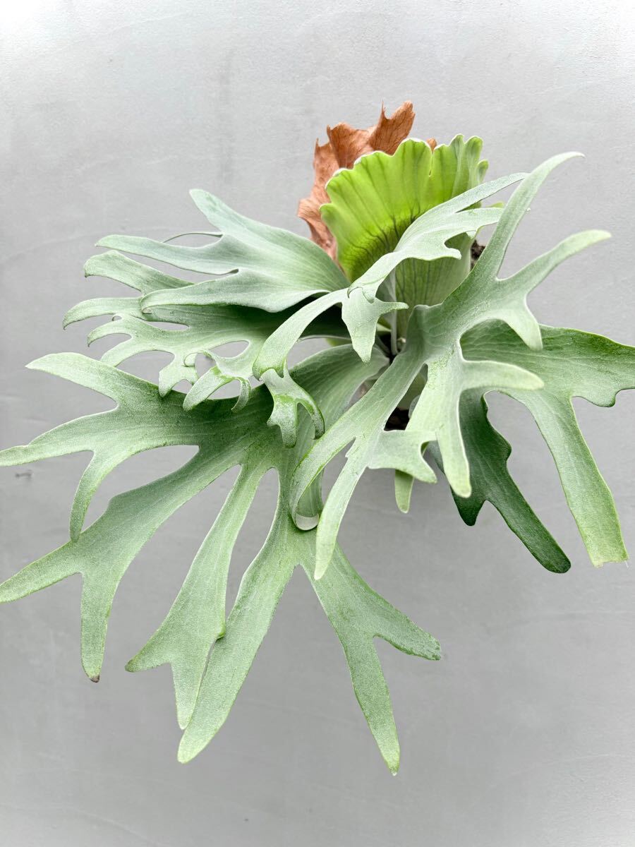 P. 'Ginka' spore grown 銀華【vandaka】ビカクシダ(ビカクシダ