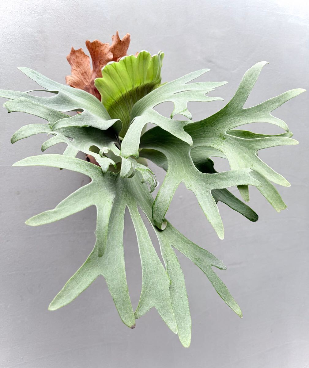 P. 'Ginka' spore grown 銀華【vandaka】ビカクシダ(ビカクシダ