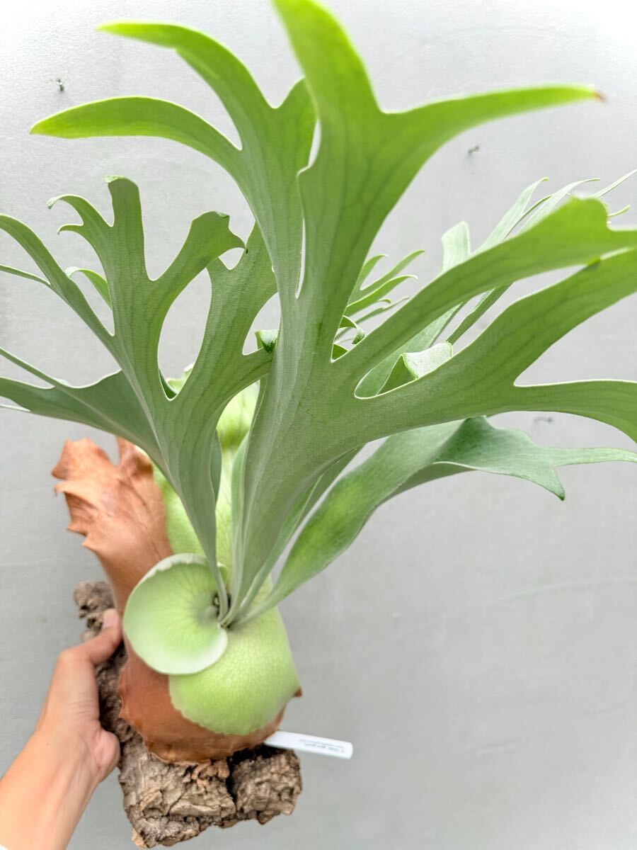 P. 'Ginka' spore grown 銀華【vandaka】ビカクシダ(ビカクシダ