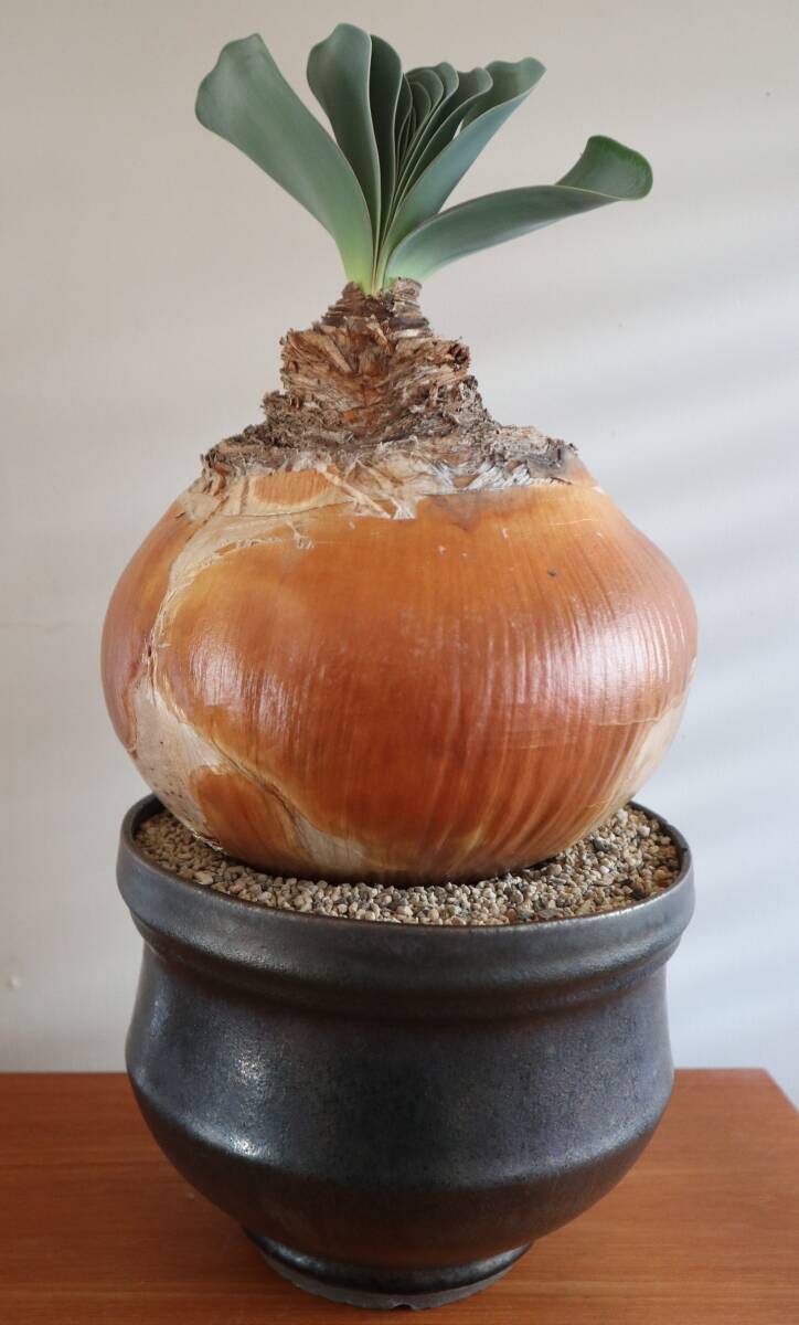 humanity 有馬和博 植木鉢 大鉢 Arima Kazuhiro 作家鉢 新品 有馬和博