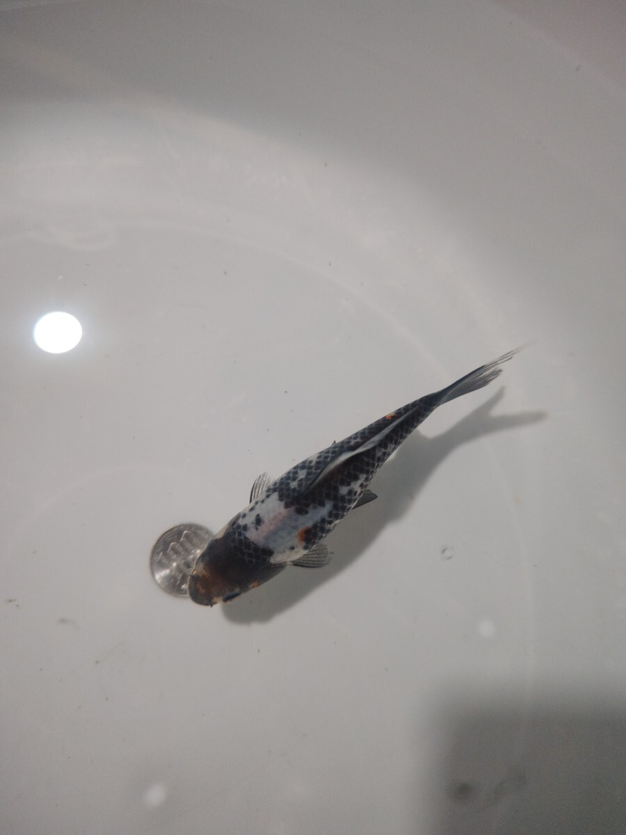 ① 銀鱗朱文金 当歳 12cm前後 12月22日発送_1