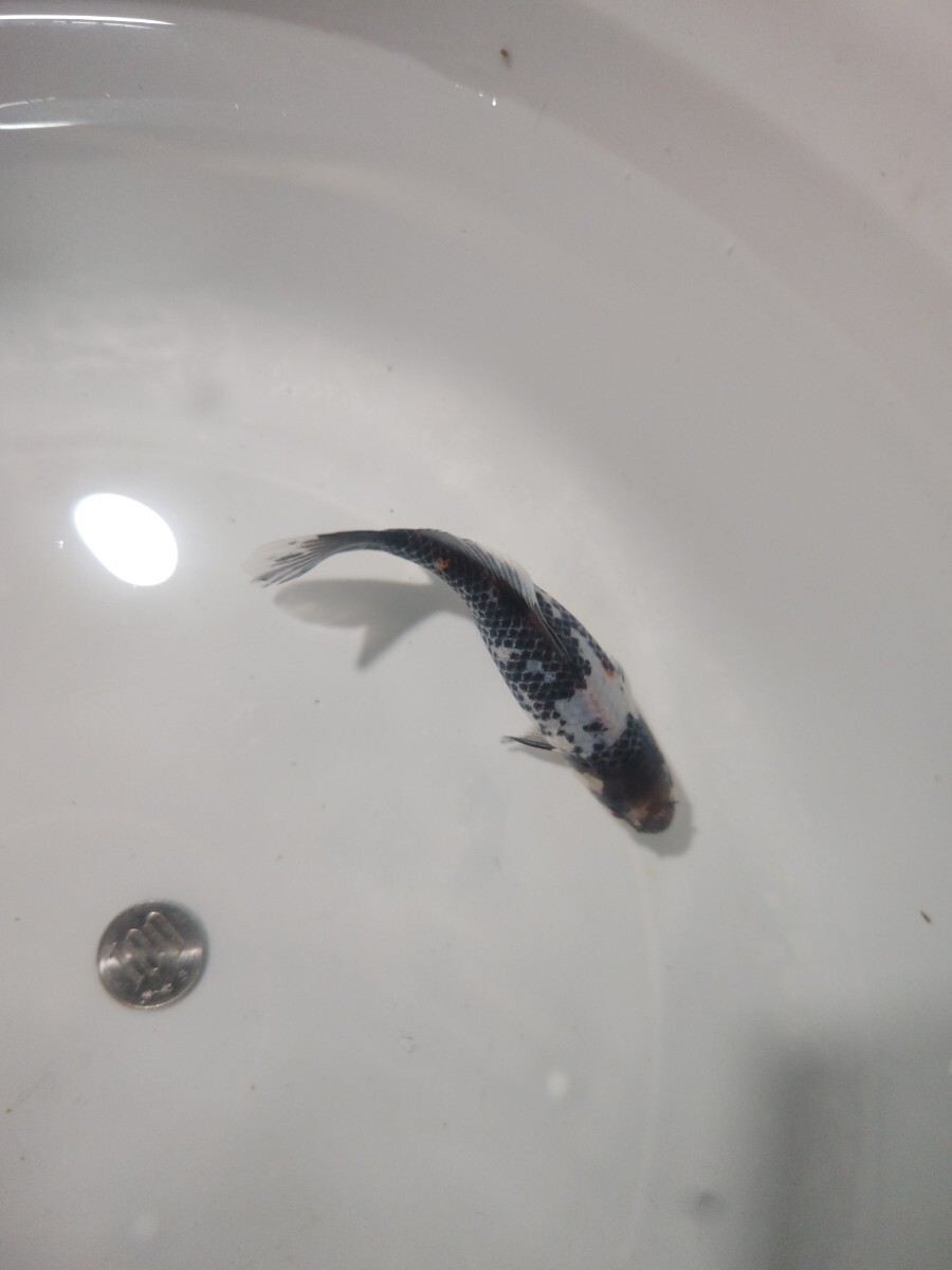 ① 銀鱗朱文金 当歳 12cm前後 12月22日発送_2