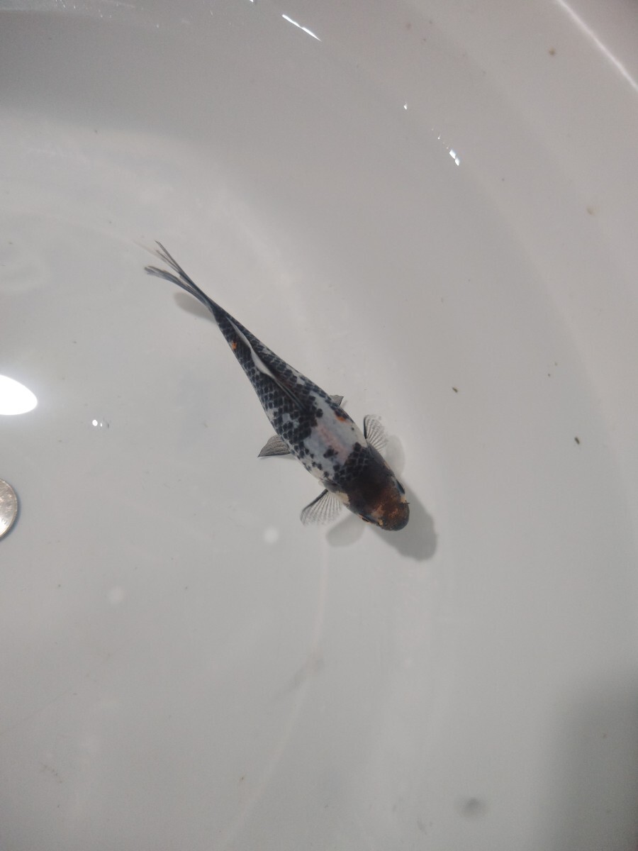 ① 銀鱗朱文金 当歳 12cm前後 12月22日発送_3