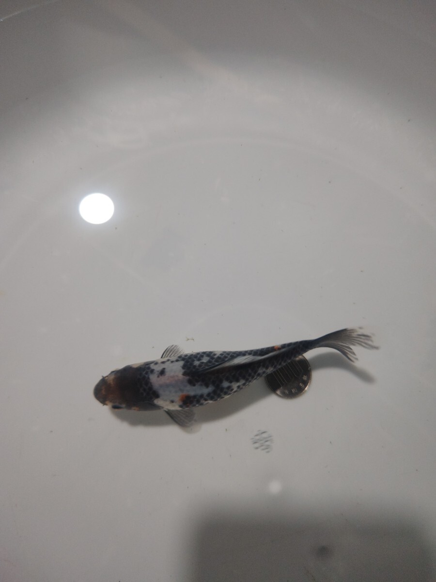 ① 銀鱗朱文金 当歳 12cm前後 12月22日発送_4