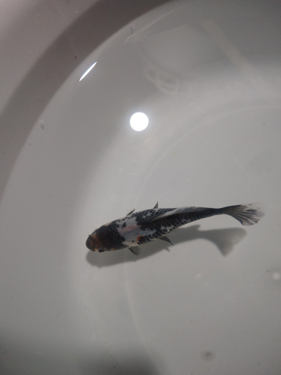 ① 銀鱗朱文金 当歳 12cm前後 12月22日発送_5