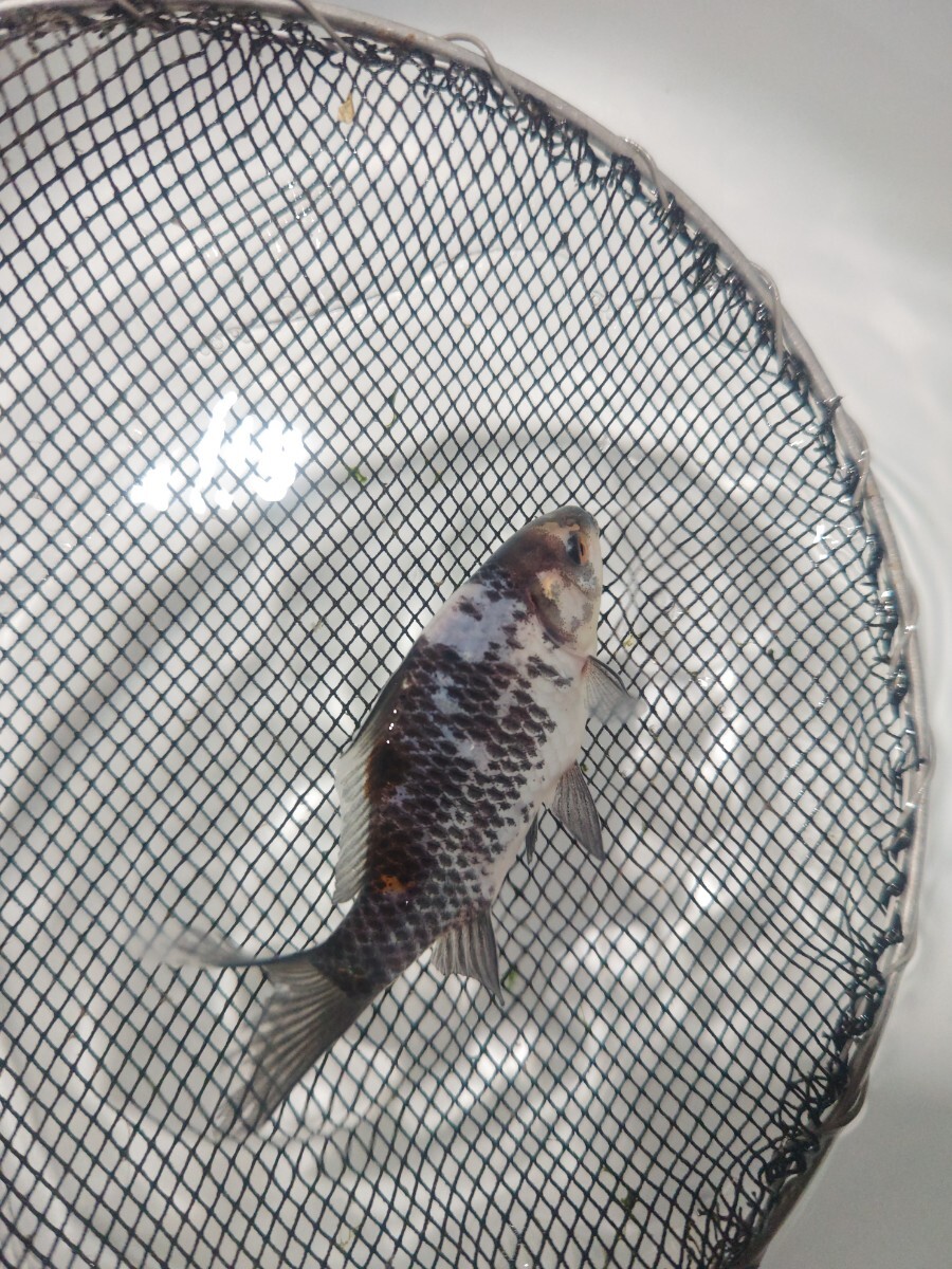 ① 銀鱗朱文金 当歳 12cm前後 12月22日発送_6