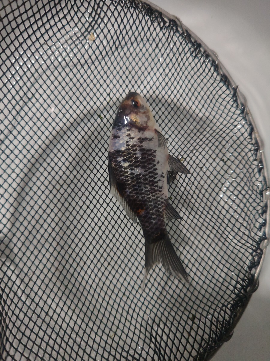 ① 銀鱗朱文金 当歳 12cm前後 12月22日発送_7