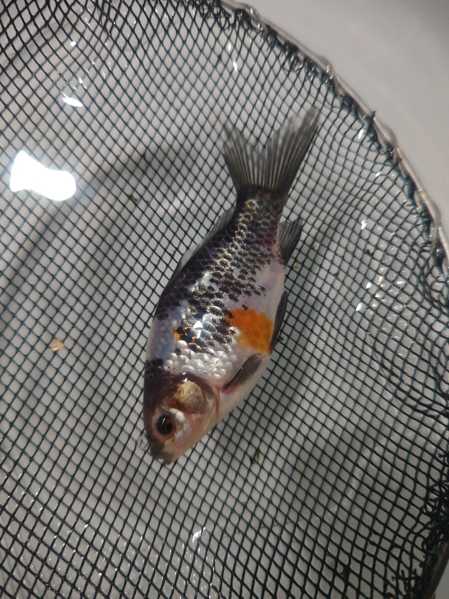 ① 銀鱗朱文金 当歳 12cm前後 12月22日発送_8