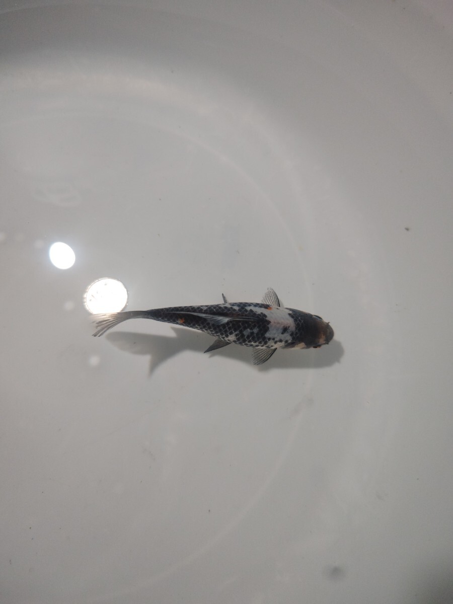 ① 銀鱗朱文金 当歳 12cm前後 12月22日発送_9