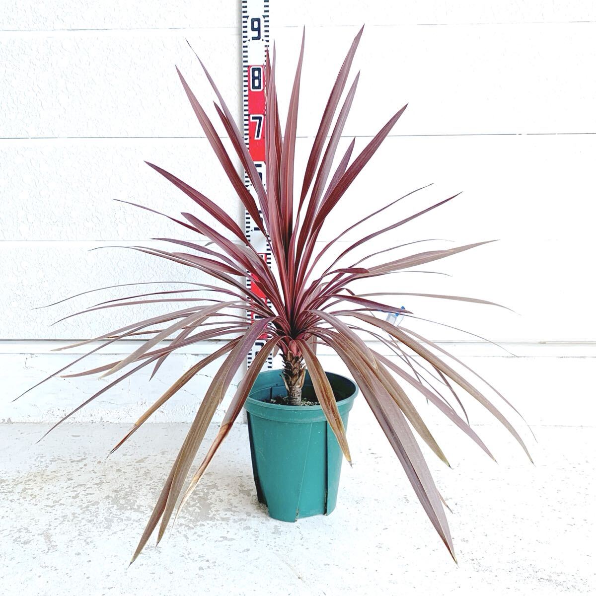 赤ドラセナ 約70cm 【観葉植物 ドライガーデン ヤシの木 ココスヤシ