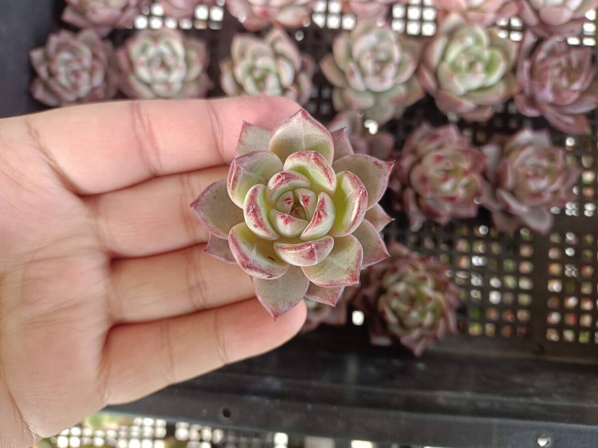 12 ハオルチア 多肉植物 白蓮オブツーサ錦糊斑 自家繁殖 多肉植物