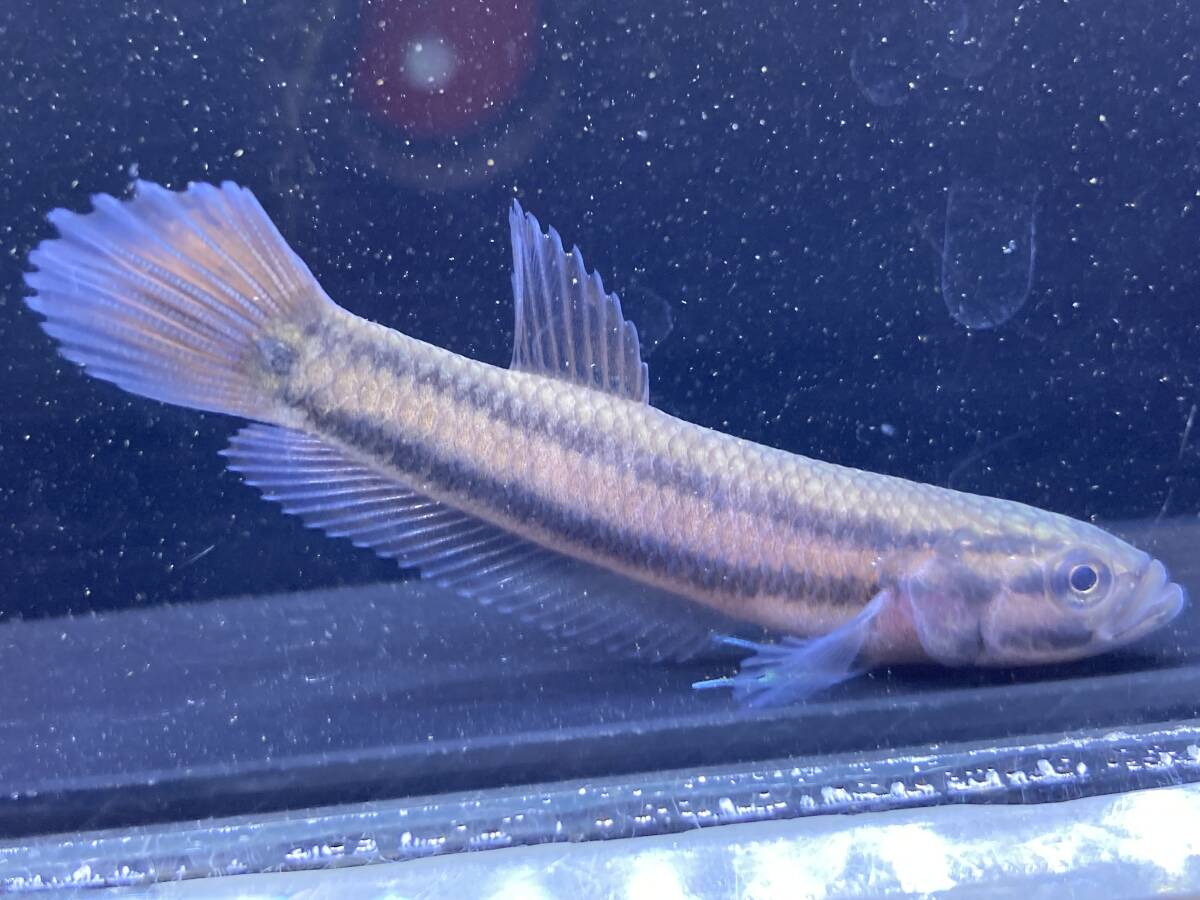 ベタ マクロストマ 若魚3匹 2匹訳アリ 4 5cm サラワクローズ 