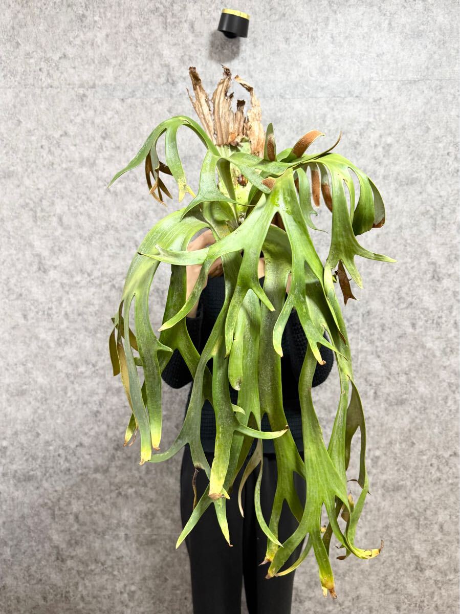 ビカクシダ P.willinckii wild Bali select form ビカクシダ ウィ 