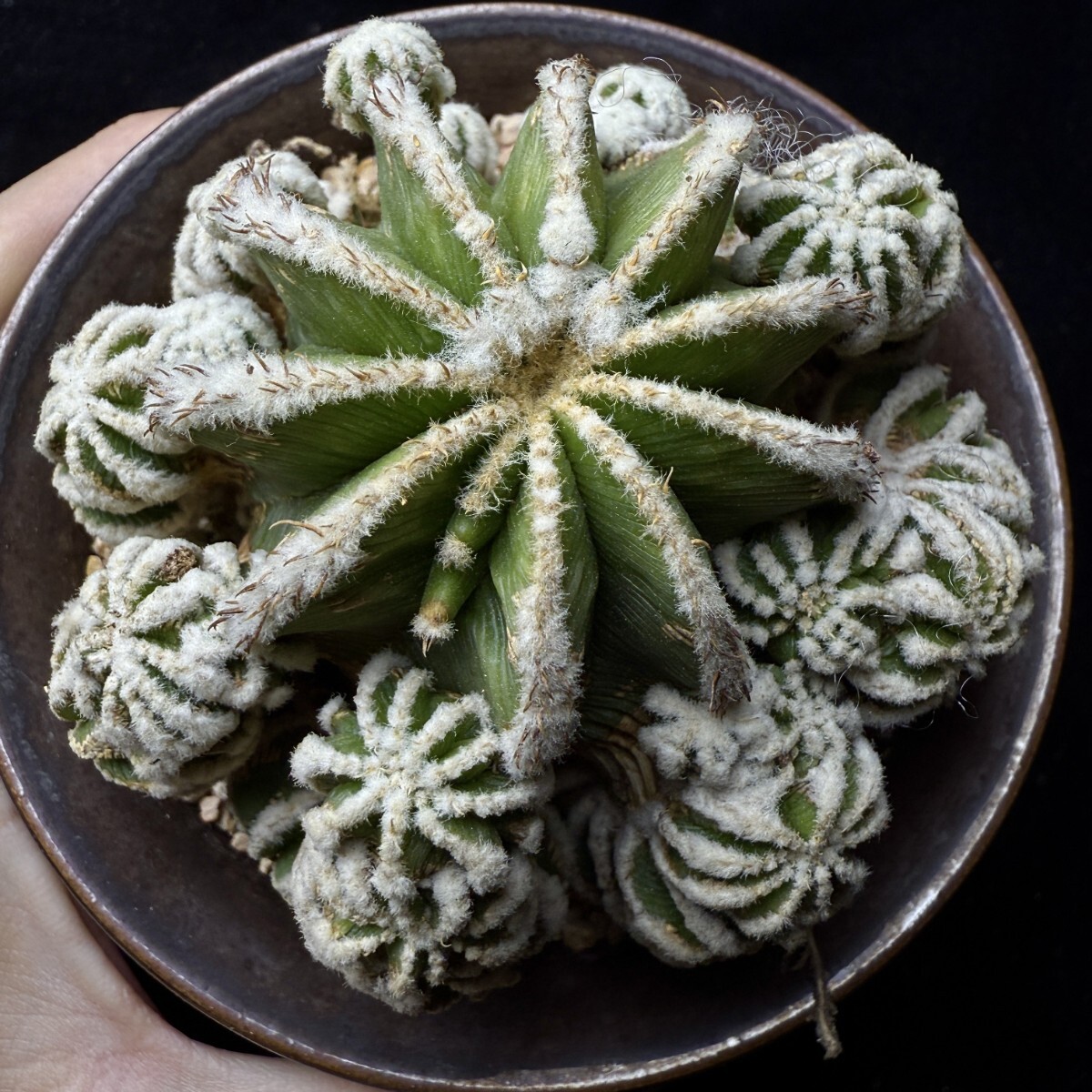 ユーフォルビア ツルビニフォルミス② サボテン 多肉植物 コーデックス 格安で入手 149E ユーフォルビア ツルビニフォルミス サ極上美株