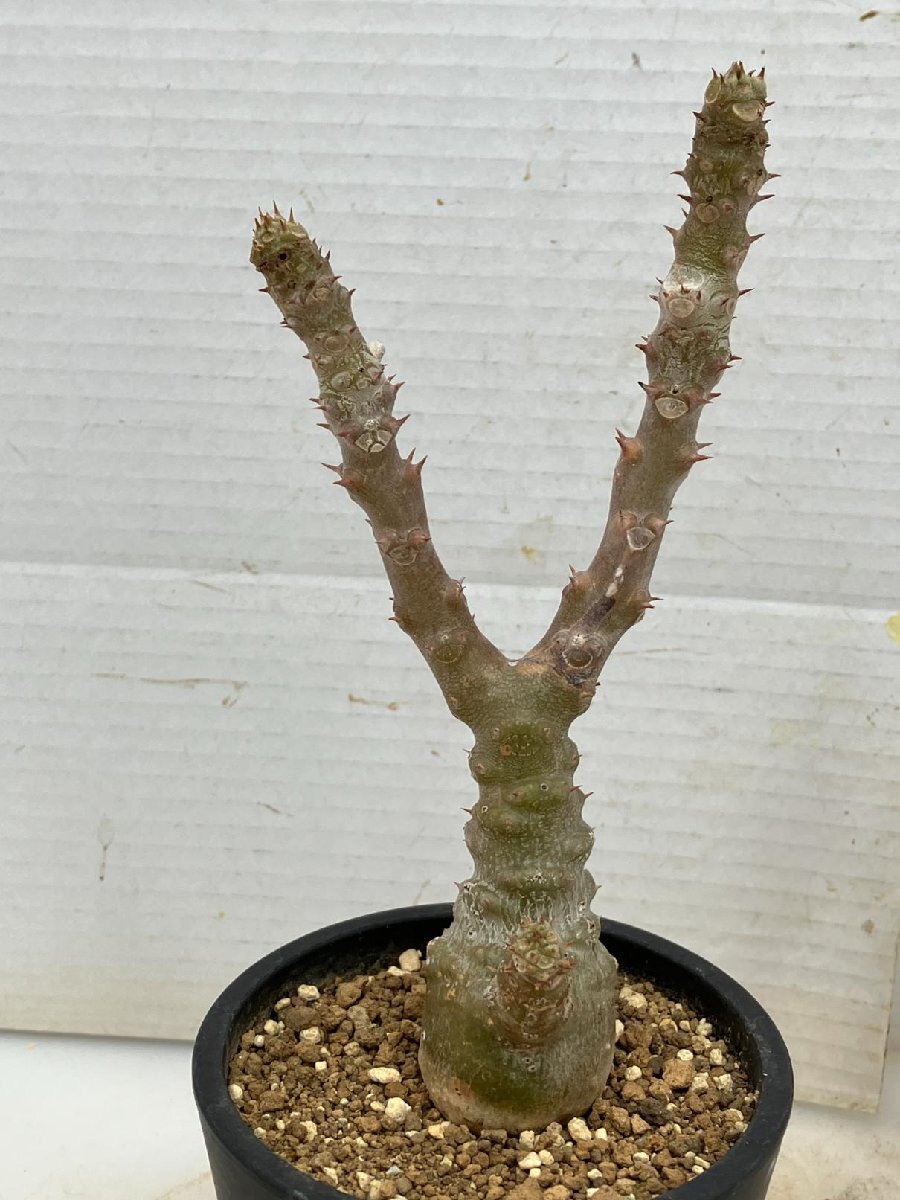 6601 「実生」パキポディウム ウィンゾリ 植え【発根・Pachypodium