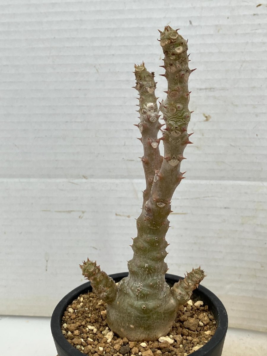 6601 「実生」パキポディウム ウィンゾリ 植え【発根・Pachypodium