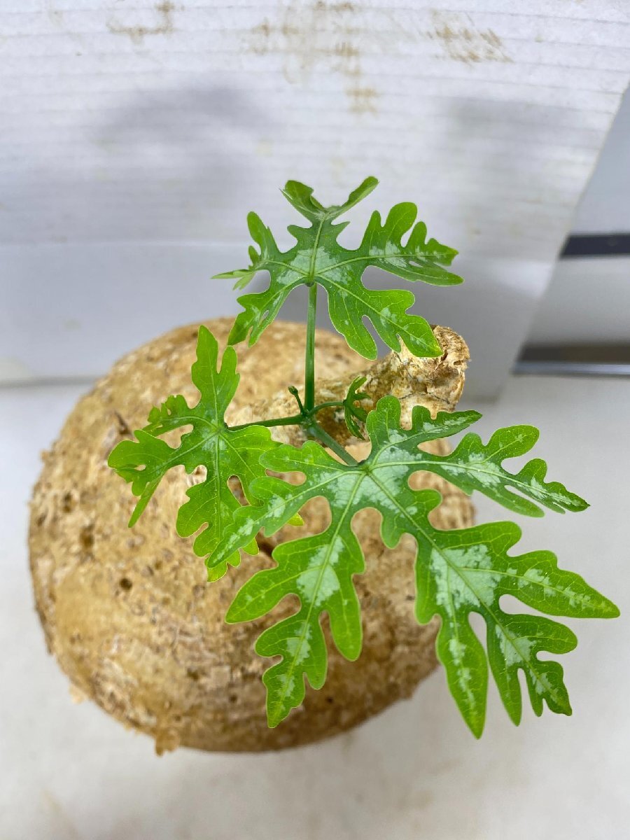 塊根植物」アデニア Adenia ペリエリ Yahoo!オークション