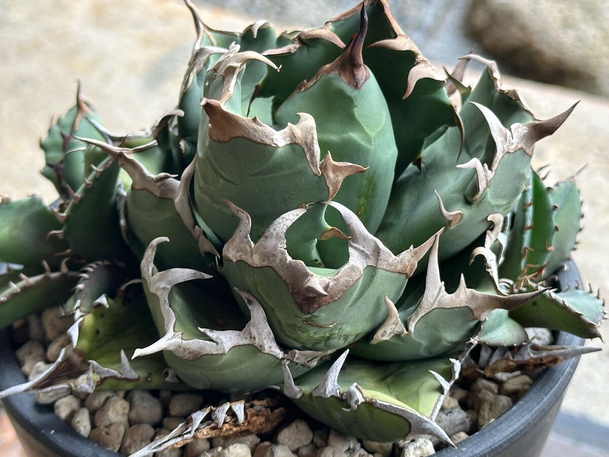 US産 古株 農大系 親株 子株付 agave titanota アガベ チタノタ(アガベ