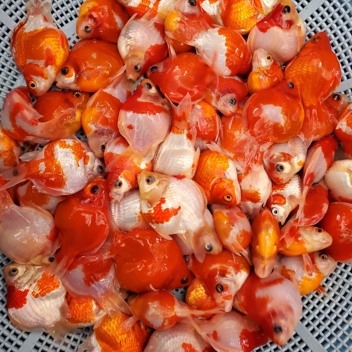 藤だるま工房（養魚場） - Yahoo!オークション 玉サバ | 2026年