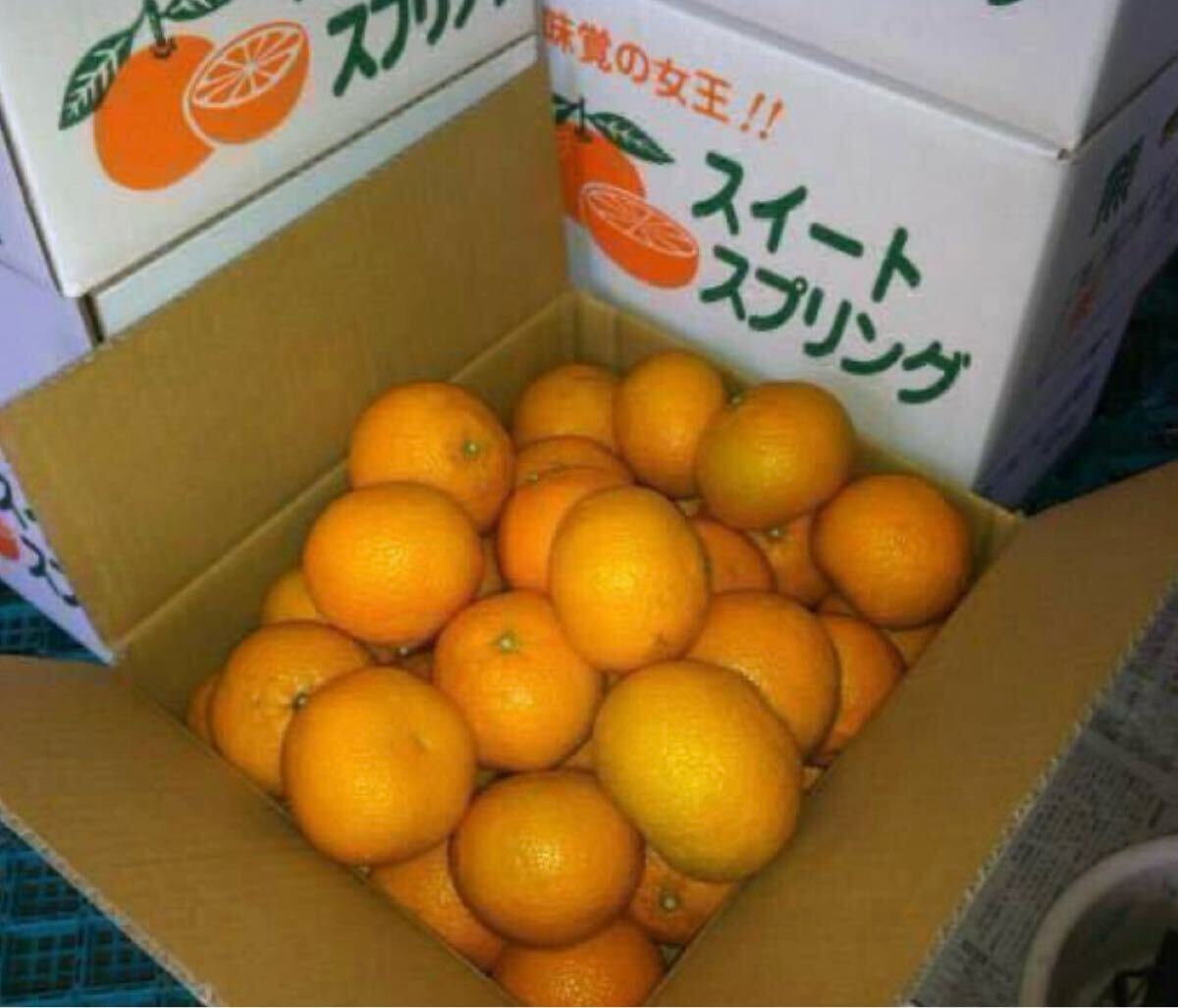 味に当たりハズレなし！見た目を裏切る美味しさ【熊本産スイートスプリング】3Lサイズ約5kご家庭用　熊本フルーツ堂55_8