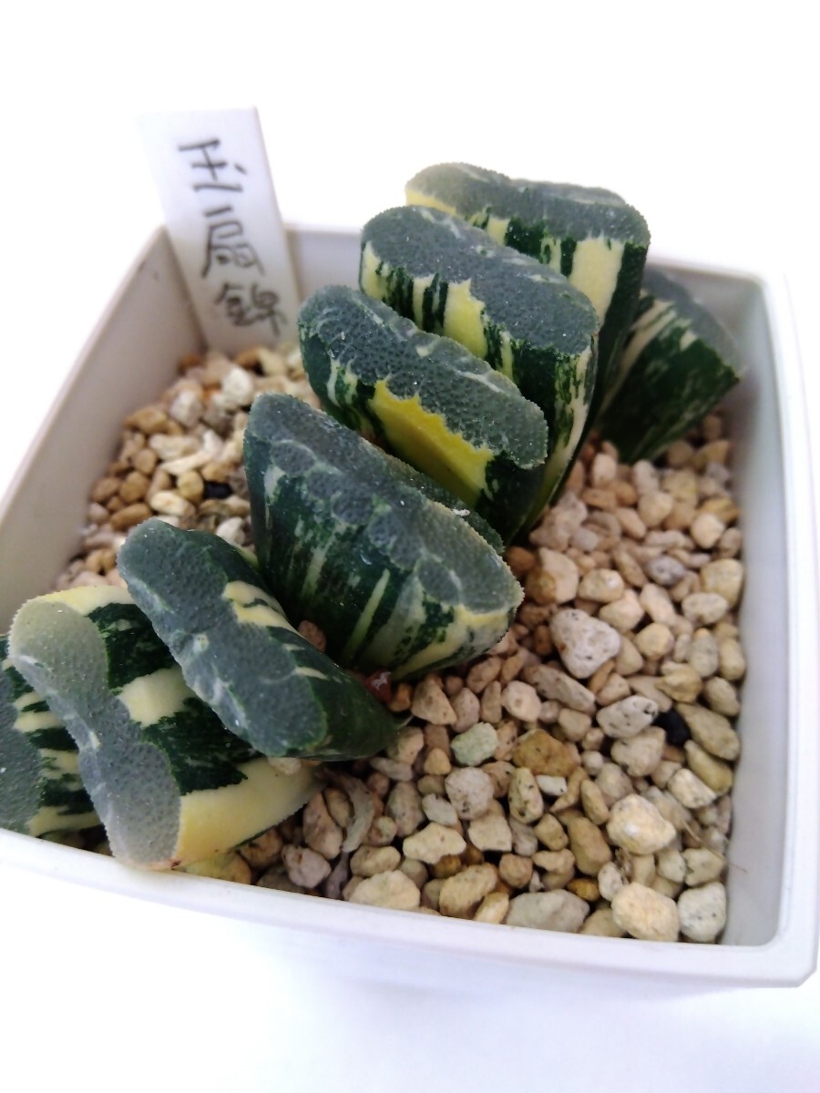 多肉植物　ハオルチア　玉扇錦　Ｂ_1