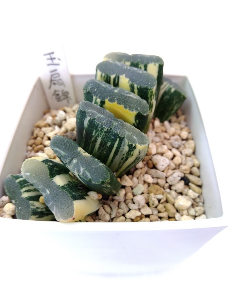 多肉植物　ハオルチア　玉扇錦　Ｂ_2